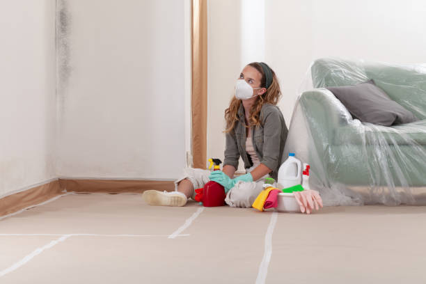 Reliable Basement Mold Removal contractor in Georgetown, TX by Cheap Mold Removal