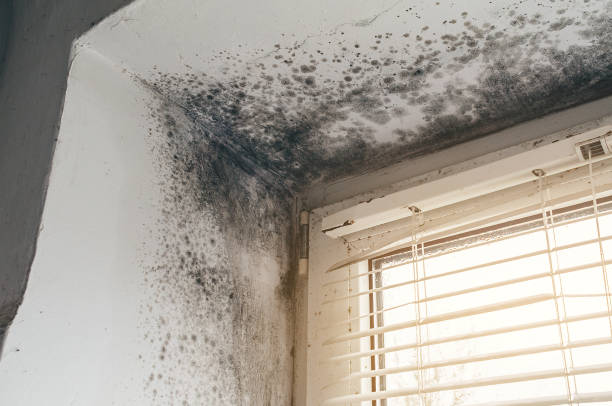 Affordable Basement Mold Removal solutions in Georgetown, TX