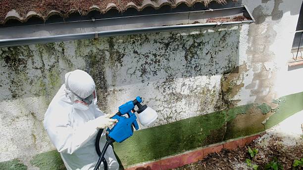 Trusted Commercial Mold Remediation service in Georgetown, TX - Cheap Mold Removal